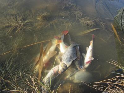 Прикрепленное изображение: IMG_0425.JPG